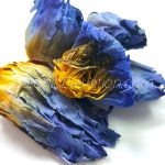 Blue Lotus Flowers 1