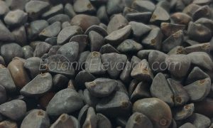 Morning Glory Seeds Close-Up 3 (watermarked)